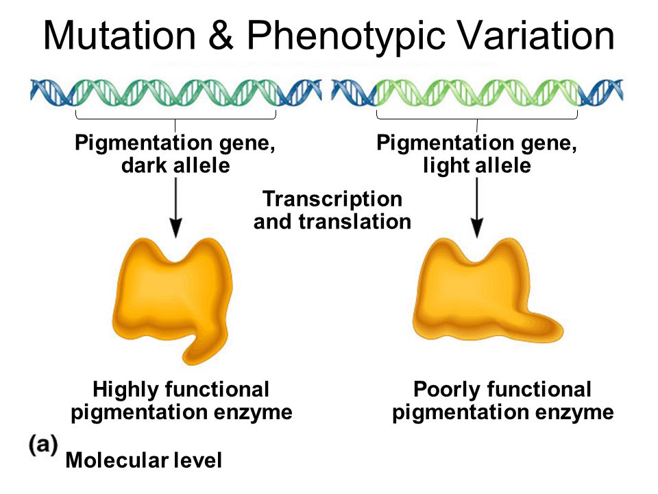 Lighter транскрипция. Fundamental Genetics. Phenotypic variation.