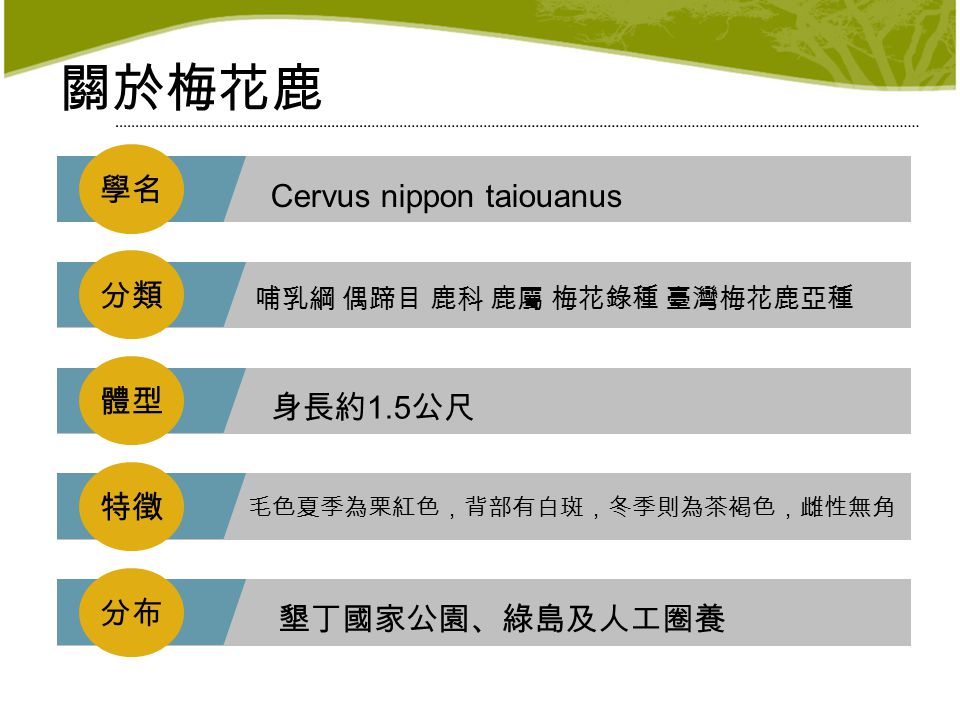 台灣草原的奔馳者 臺灣梅花鹿製作 鄭穎蔚 關於梅花鹿學名cervus Nippon Taiouanus 分類 哺乳綱偶蹄目鹿科鹿屬梅花錄種臺灣梅花鹿亞種體型身長約 台灣草原的奔馳者 臺灣梅花鹿製作 鄭穎蔚 關於梅花鹿學名cervus Nippon Taiouanus 分類 哺乳綱偶蹄目鹿科鹿屬梅花錄種臺灣梅花鹿亞種體型身長約