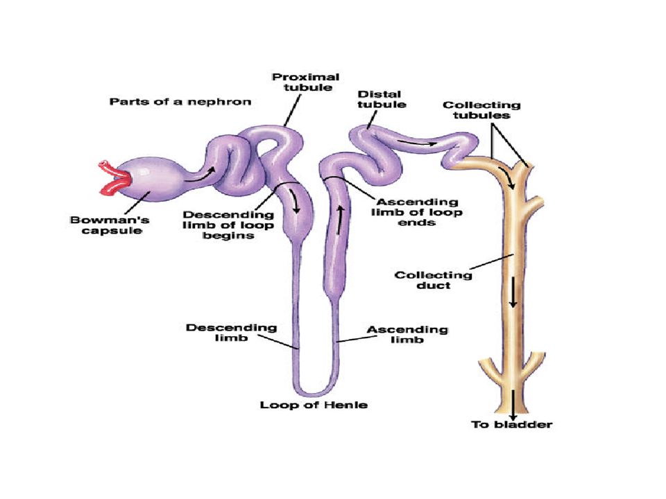 MCB 135K Discussion April 27, Topics Urinary System Male Reproductive ...