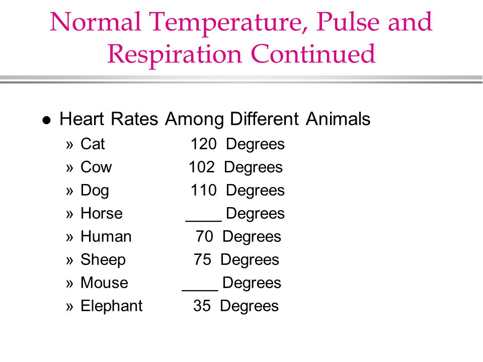 normal respiratory rate for dogs normal respiratory rate for dogs