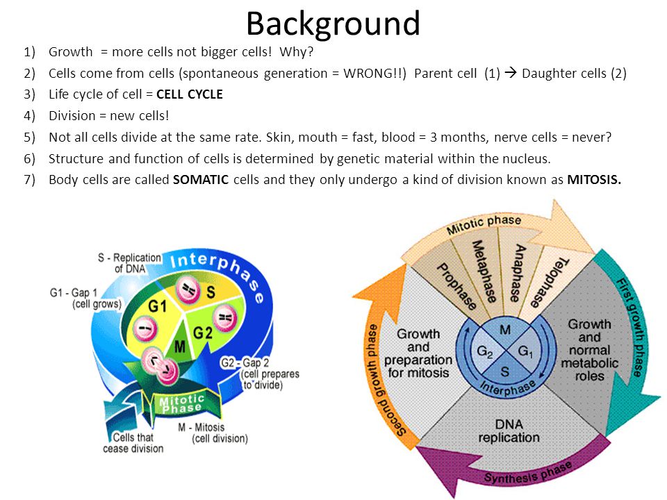 Unit 7 – Cell Division, Genetics and Molecular Biology - cell