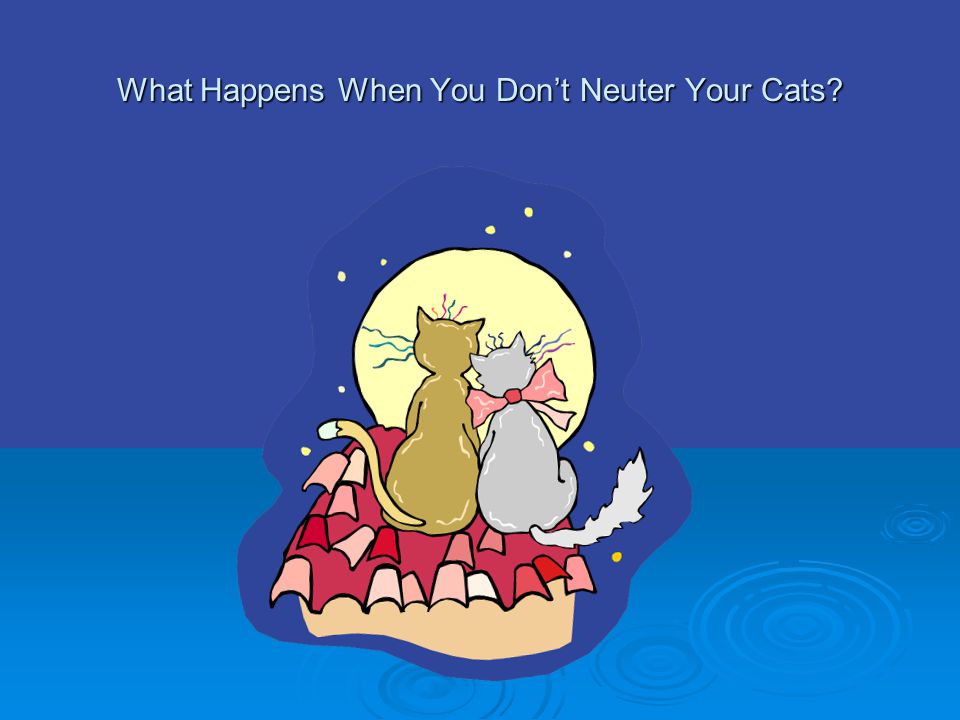 What Happens When You Don’t Neuter Your Cats