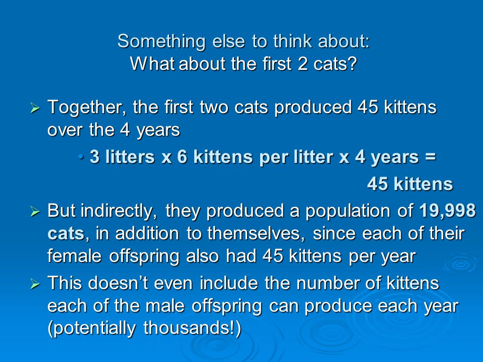 Something else to think about: What about the first 2 cats.