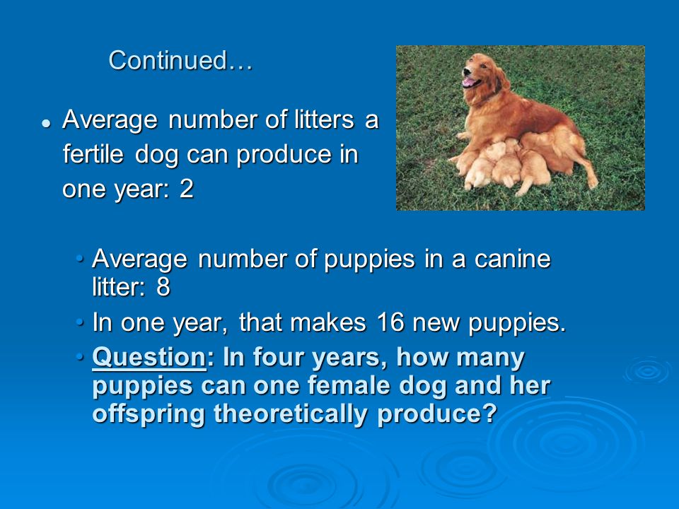 Continued… Average number of litters a Average number of litters a fertile dog can produce in fertile dog can produce in one year: 2 Average number of puppies in a canine litter: 8Average number of puppies in a canine litter: 8 In one year, that makes 16 new puppies.In one year, that makes 16 new puppies.