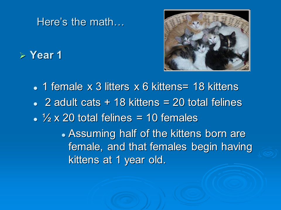 Here’s the math…  Year 1 1 female x 3 litters x 6 kittens= 18 kittens 1 female x 3 litters x 6 kittens= 18 kittens 2 adult cats + 18 kittens = 20 total felines 2 adult cats + 18 kittens = 20 total felines ½ x 20 total felines = 10 females ½ x 20 total felines = 10 females Assuming half of the kittens born are female, and that females begin having kittens at 1 year old.