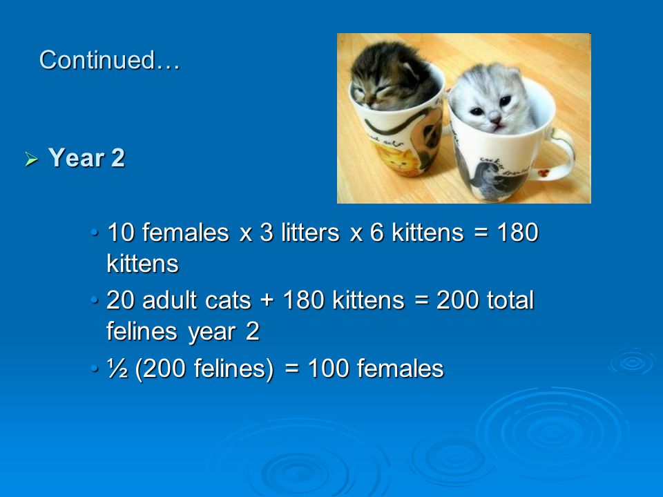 Continued…  Year 2 10 females x 3 litters x 6 kittens = 180 kittens10 females x 3 litters x 6 kittens = 180 kittens 20 adult cats kittens = 200 total felines year 220 adult cats kittens = 200 total felines year 2 ½ (200 felines) = 100 females½ (200 felines) = 100 females