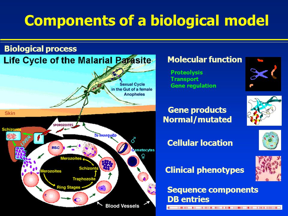 Components of a biological model Sequence components DB entries Cellular location Gene products Normal/mutated Biological process Proteolysis Transport Gene regulation Molecular function Clinical phenotypes