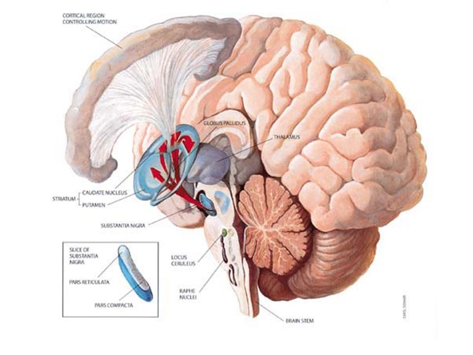Можно ли пересадить мозги. Трансплантология мозга. Трансплантация головного мозга.