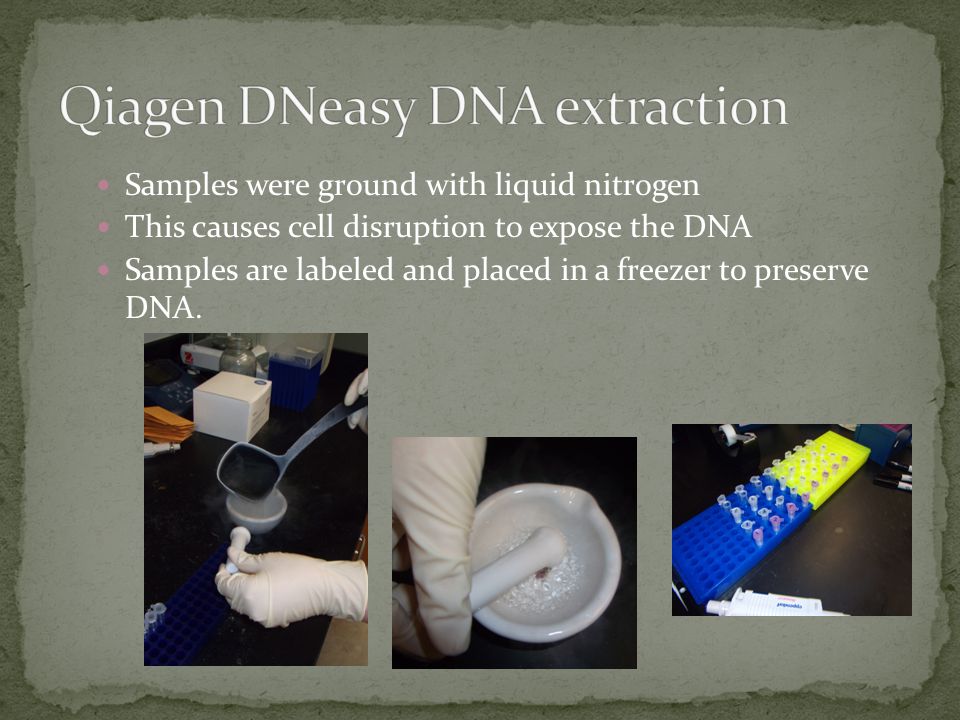 Samples were ground with liquid nitrogen This causes cell disruption to expose the DNA Samples are labeled and placed in a freezer to preserve DNA.