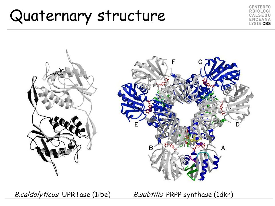 Quaternary structure B.caldolyticus UPRTase (1i5e) B.subtilis PRPP synthase (1dkr)