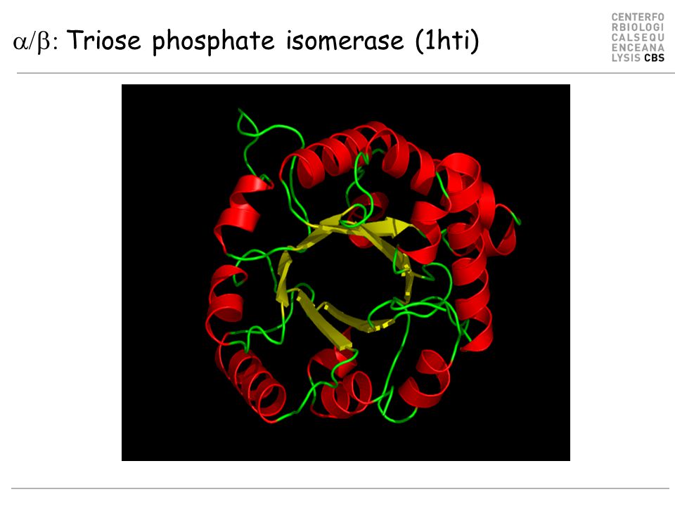  Triose phosphate isomerase (1hti)