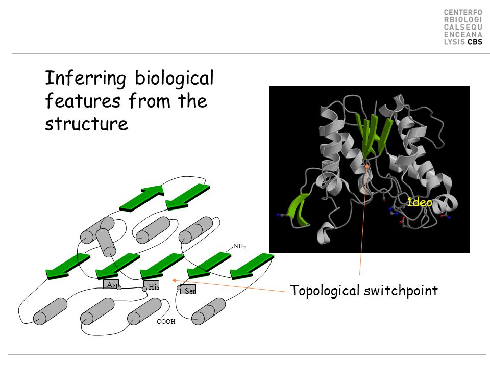 COOH NH 2 Asp His Ser Topological switchpoint Inferring biological features from the structure 1deo