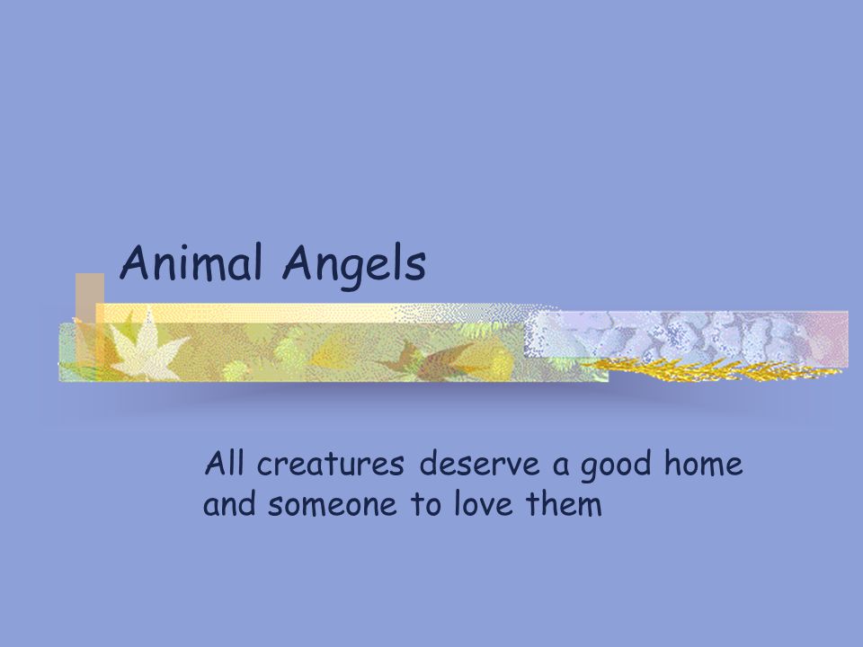 Animal Angels All creatures deserve a good home and someone to love them
