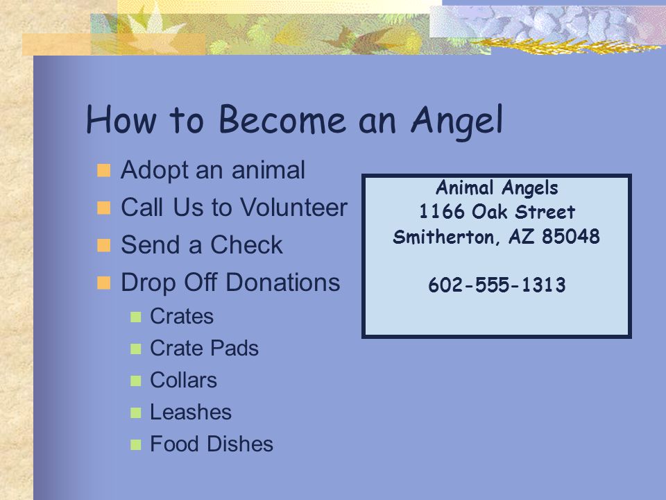 How to Become an Angel Adopt an animal Call Us to Volunteer Send a Check Drop Off Donations Crates Crate Pads Collars Leashes Food Dishes Animal Angels 1166 Oak Street Smitherton, AZ