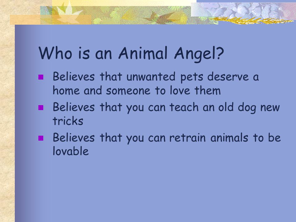 Who is an Animal Angel.