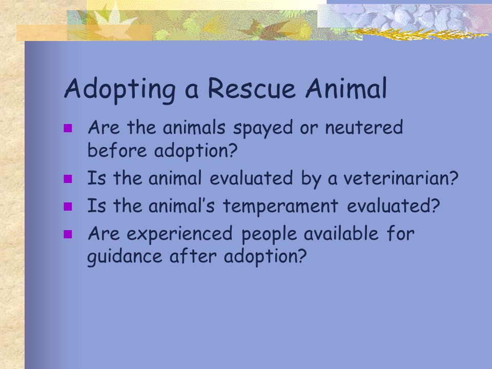 Adopting a Rescue Animal Are the animals spayed or neutered before adoption.