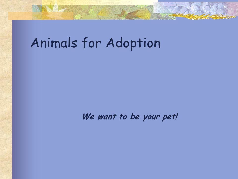 Animals for Adoption We want to be your pet!