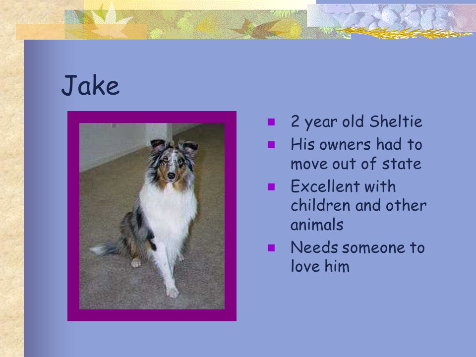 Jake 2 year old Sheltie His owners had to move out of state Excellent with children and other animals Needs someone to love him