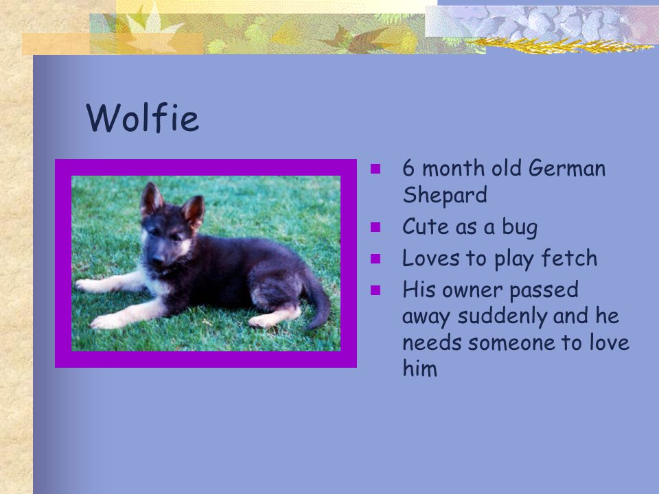 Wolfie 6 month old German Shepard Cute as a bug Loves to play fetch His owner passed away suddenly and he needs someone to love him