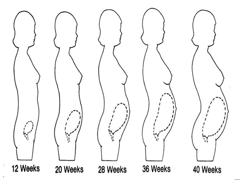Матка в 11 недель. Матка в животе по неделям беременности. Расположение матки по неделям. Расположение матки по неделям беременности. Размер матки на 10 неделе беременности.