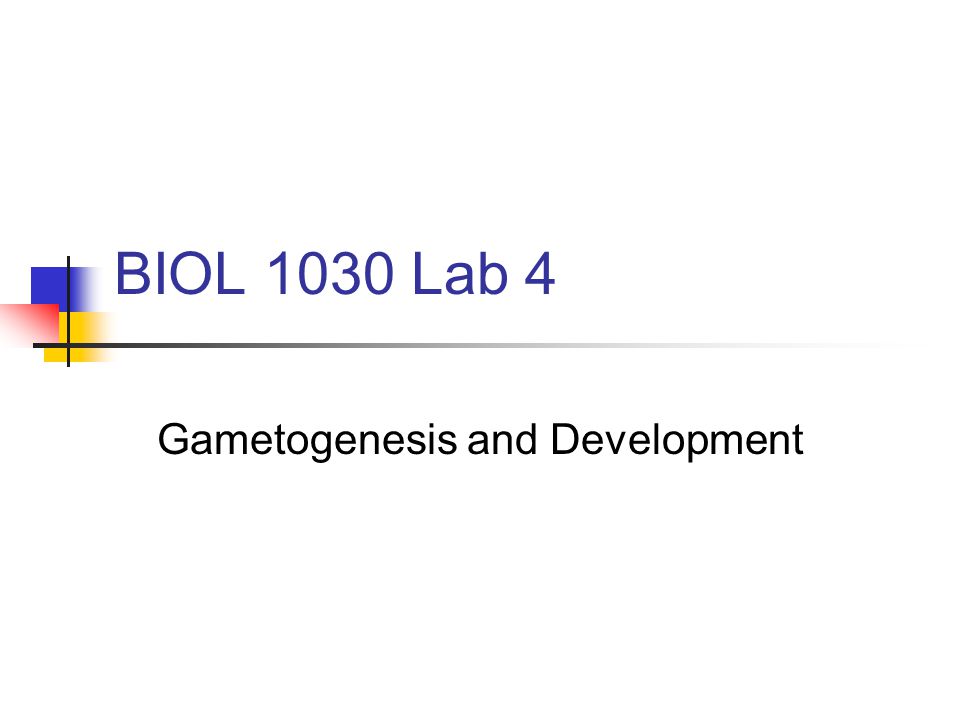 BIOL 1030 Lab 4 Gametogenesis and Development