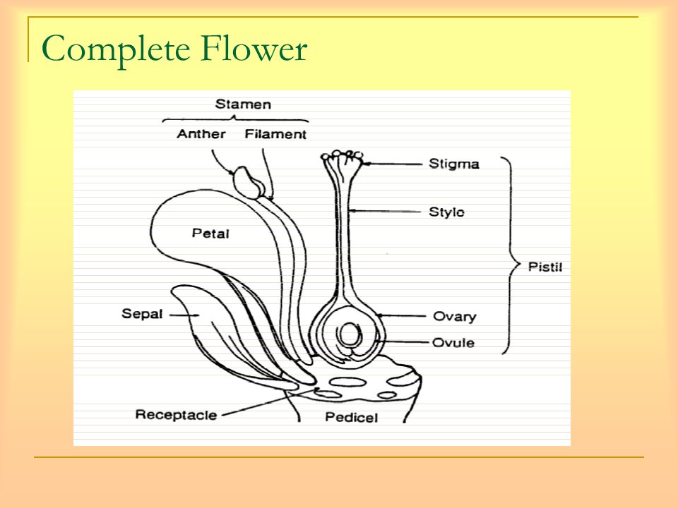 Complete Flower