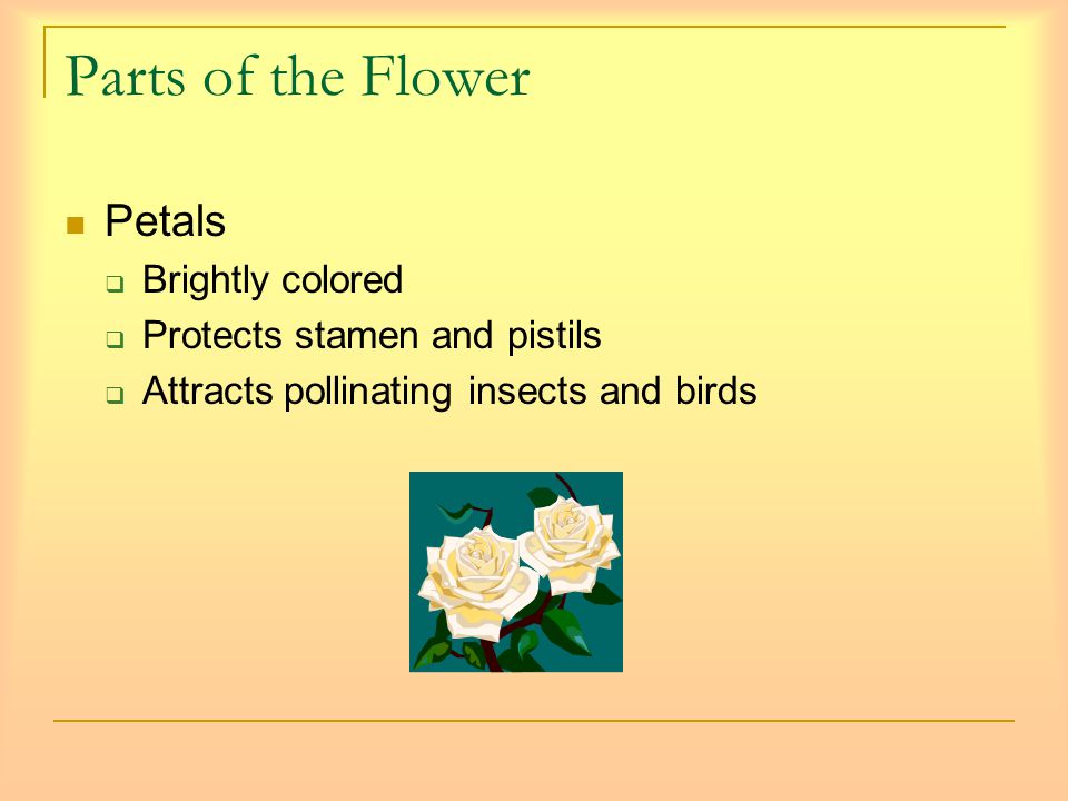 Parts of the Flower Petals  Brightly colored  Protects stamen and pistils  Attracts pollinating insects and birds