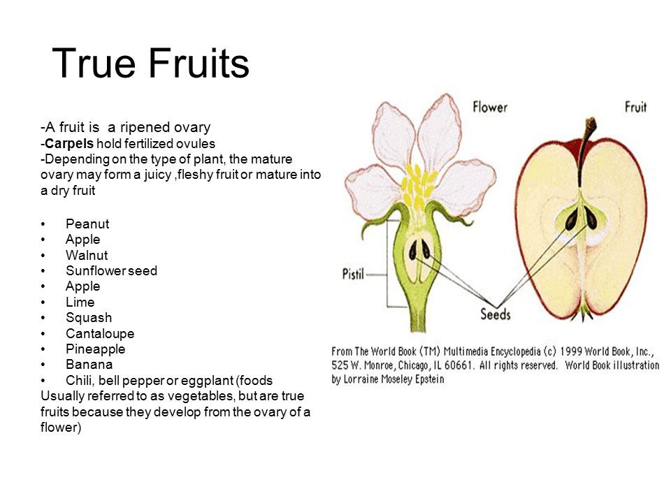 True Fruits -A fruit is a ripened ovary -Carpels hold fertilized ovules -Depending on the type of plant, the mature ovary may form a juicy,fleshy fruit or mature into a dry fruit Peanut Apple Walnut Sunflower seed Apple Lime Squash Cantaloupe Pineapple Banana Chili, bell pepper or eggplant (foods Usually referred to as vegetables, but are true fruits because they develop from the ovary of a flower)