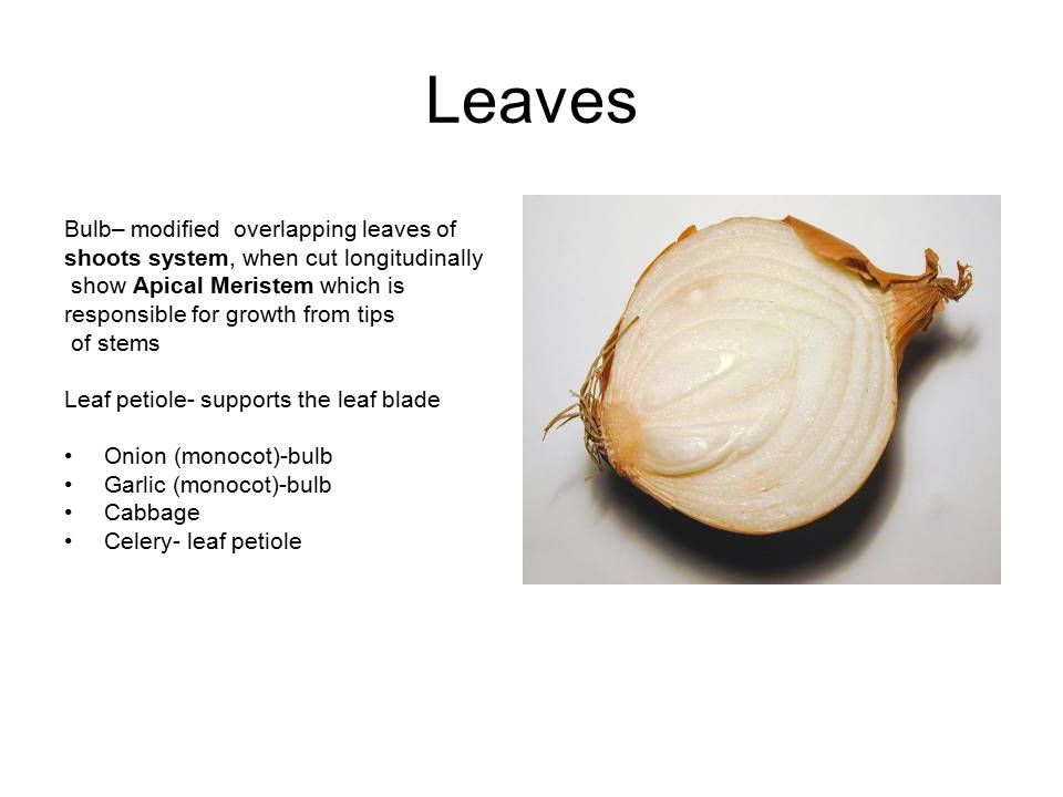 Leaves Bulb– modified overlapping leaves of shoots system, when cut longitudinally show Apical Meristem which is responsible for growth from tips of stems Leaf petiole- supports the leaf blade Onion (monocot)-bulb Garlic (monocot)-bulb Cabbage Celery- leaf petiole