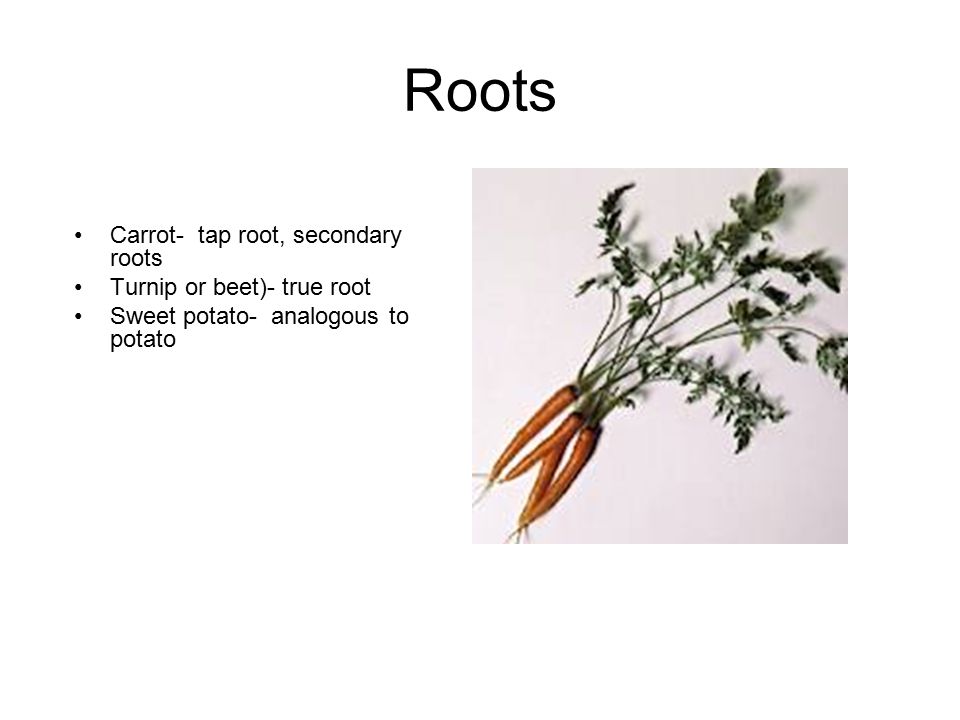 Roots Carrot- tap root, secondary roots Turnip or beet)- true root Sweet potato- analogous to potato