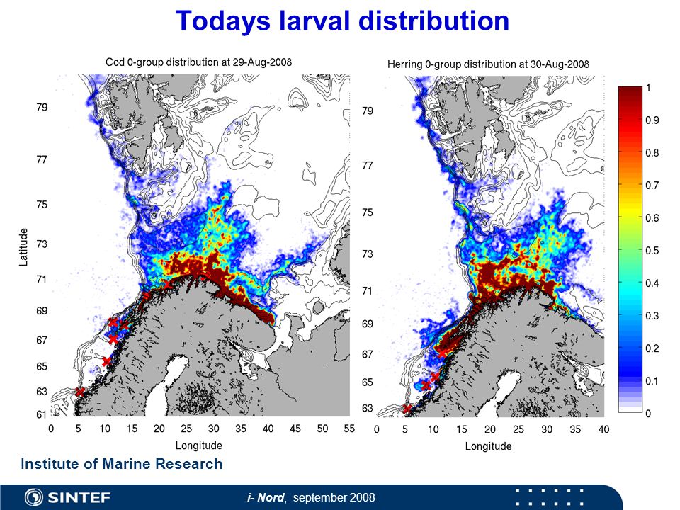 i- Nord, september 2008 Todays larval distribution Dagens larvefordelinger Institute of Marine Research