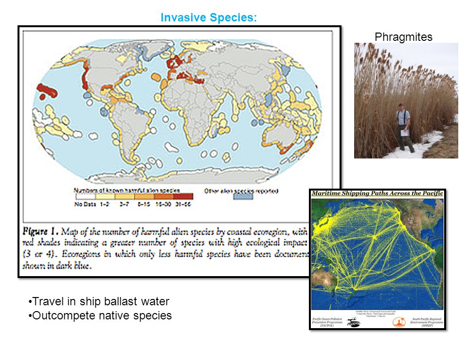 Invasive Species: Travel in ship ballast water Outcompete native species Phragmites