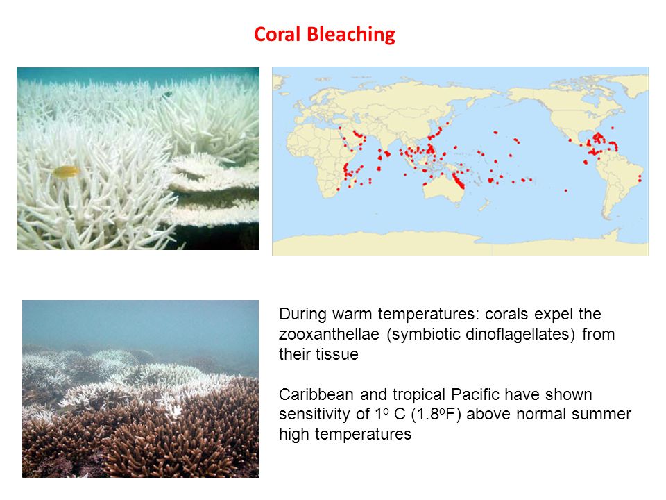 Coral Bleaching During warm temperatures: corals expel the zooxanthellae (symbiotic dinoflagellates) from their tissue Caribbean and tropical Pacific have shown sensitivity of 1 o C (1.8 o F) above normal summer high temperatures