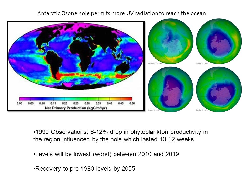 Antarctic Ozone hole permits more UV radiation to reach the ocean 1990 Observations: 6-12% drop in phytoplankton productivity in the region influenced by the hole which lasted weeks Levels will be lowest (worst) between 2010 and 2019 Recovery to pre-1980 levels by 2055