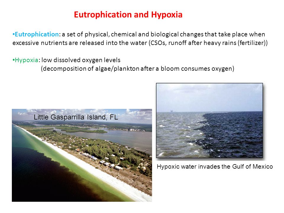 Eutrophication: a set of physical, chemical and biological changes that take place when excessive nutrients are released into the water (CSOs, runoff after heavy rains (fertilizer)) Hypoxia: low dissolved oxygen levels (decomposition of algae/plankton after a bloom consumes oxygen) Eutrophication and Hypoxia Little Gasparrilla Island, FL Hypoxic water invades the Gulf of Mexico