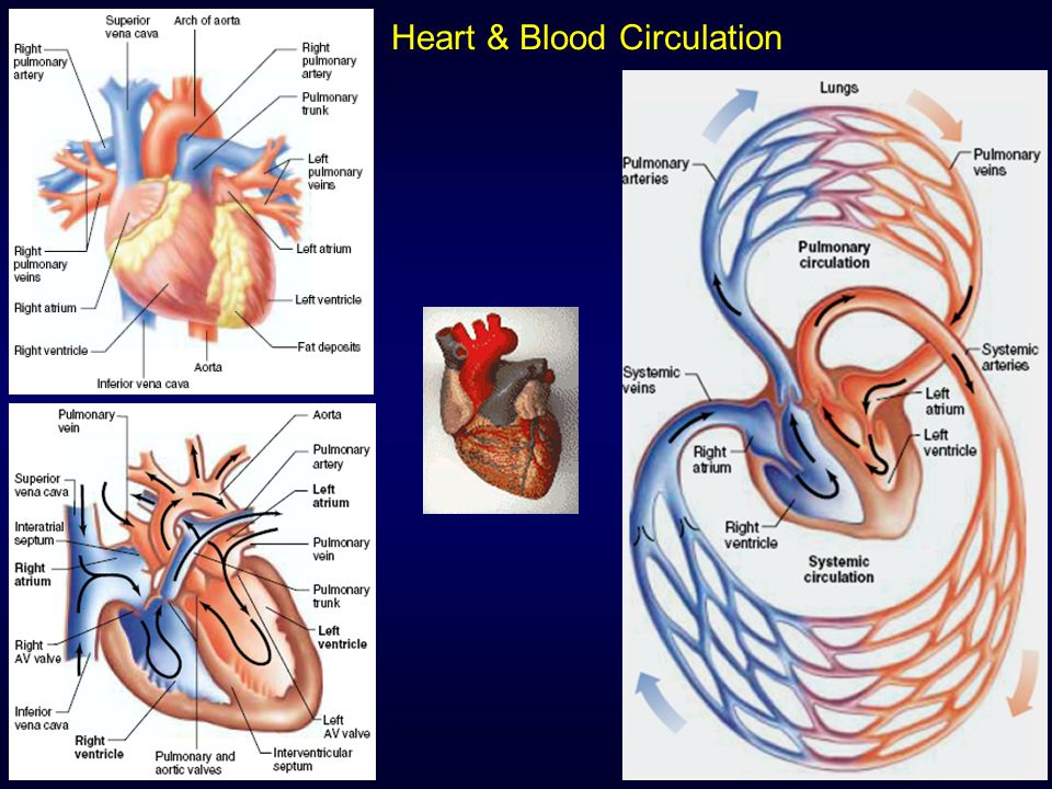 Heart & Blood Circulation