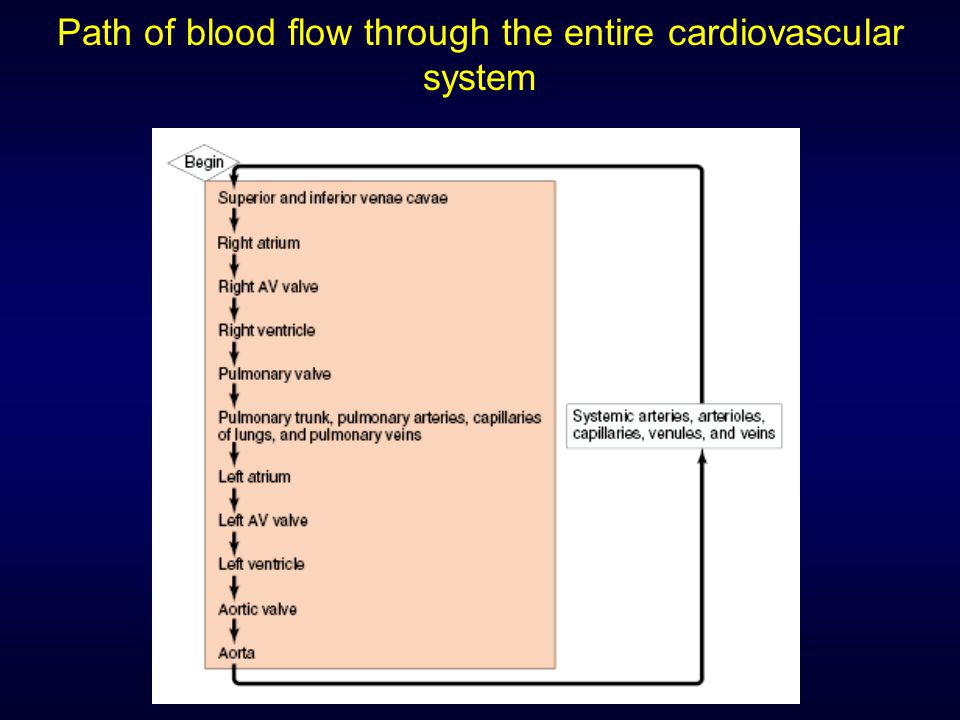 Path of blood flow through the entire cardiovascular system