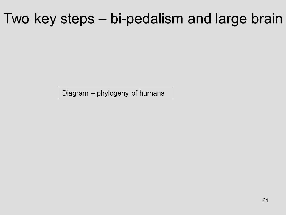 61 Diagram – phylogeny of humans Two key steps – bi-pedalism and large brain