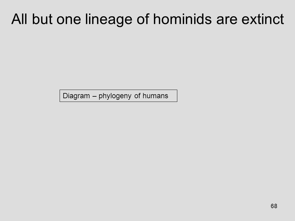 68 All but one lineage of hominids are extinct Diagram – phylogeny of humans