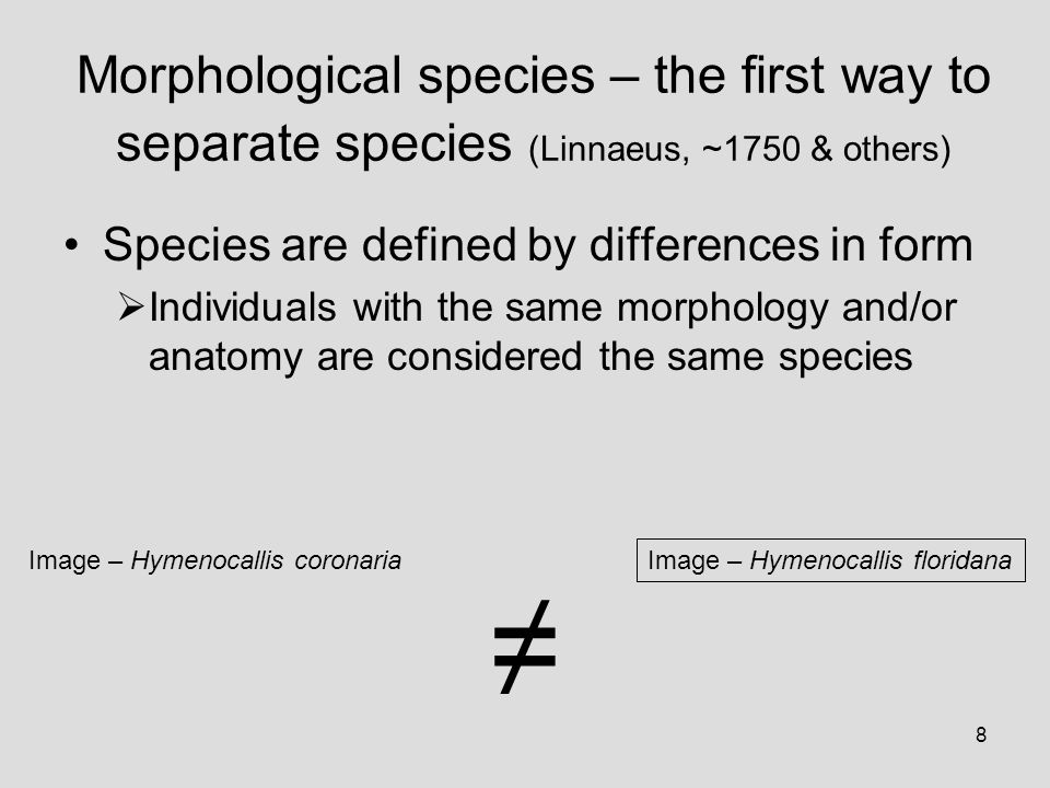 8 Image – Hymenocallis floridana Image – Hymenocallis coronaria Morphological species – the first way to separate species (Linnaeus, ~1750 & others) Species are defined by differences in form  Individuals with the same morphology and/or anatomy are considered the same species ≠