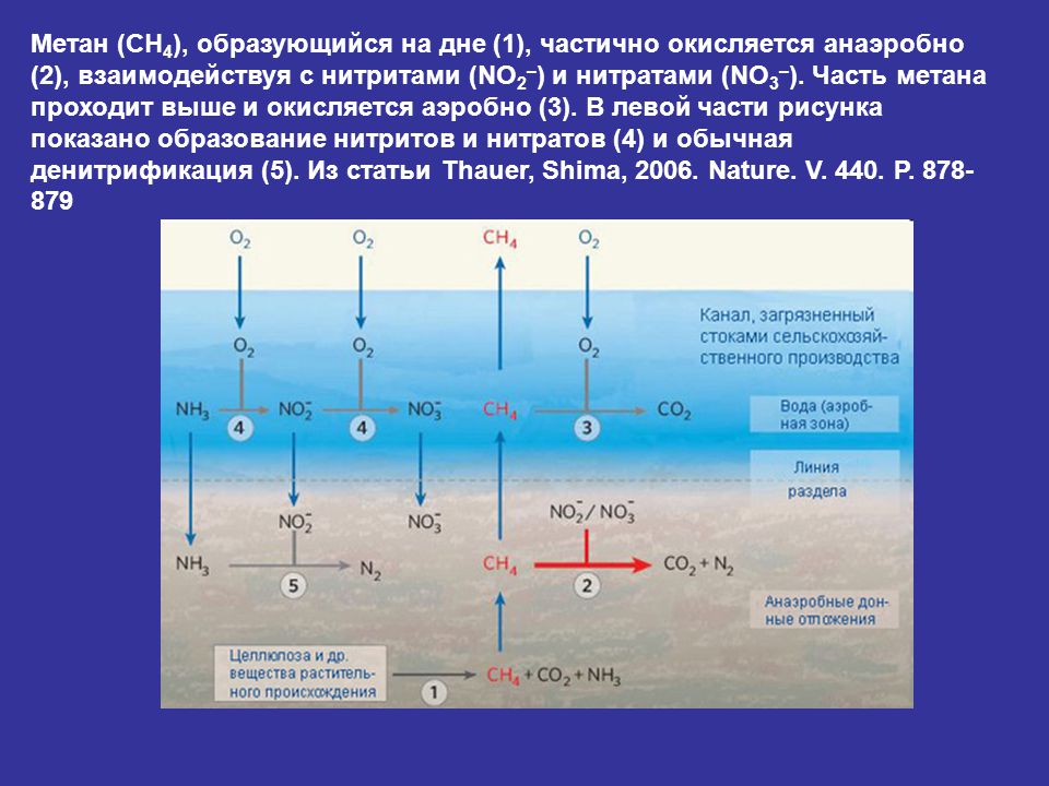 Метан 36. Цикл метана. Образование метана. Анаэробное окисление метана. Метан образуется.