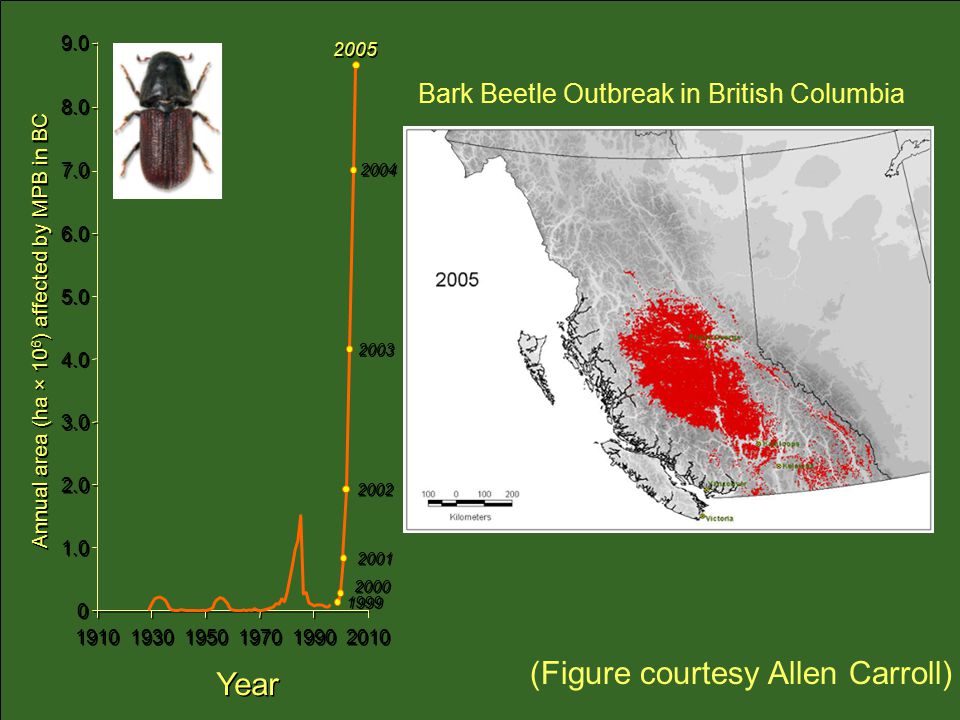 Year Annual area (ha × 10 6 ) affected by MPB in BC Bark Beetle Outbreak in British Columbia (Figure courtesy Allen Carroll)