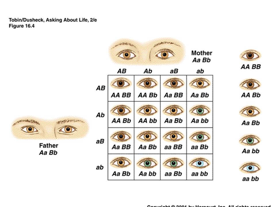 Eye Color Inheritance Chart