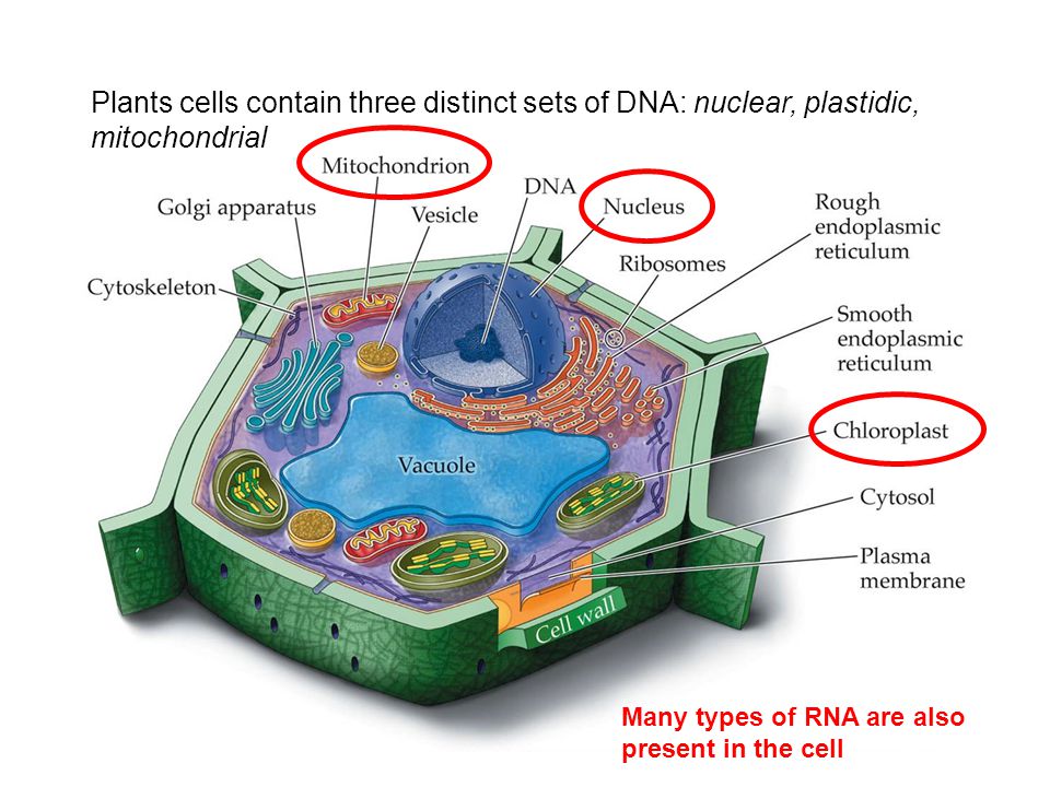Cell contains. Plant Cell gif.