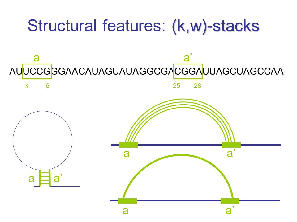 (k,w)-stacks Structural features: (k,w)-stacks AUUCCGGGAACAUAGUAUAGGCGACGGAUUAGCUAGCCAA aa’ a a a