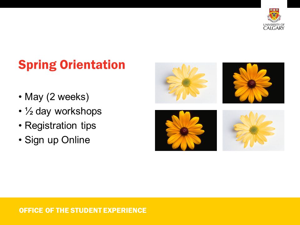 OFFICE OF THE STUDENT EXPERIENCE Spring Orientation May (2 weeks) ½ day workshops Registration tips Sign up Online