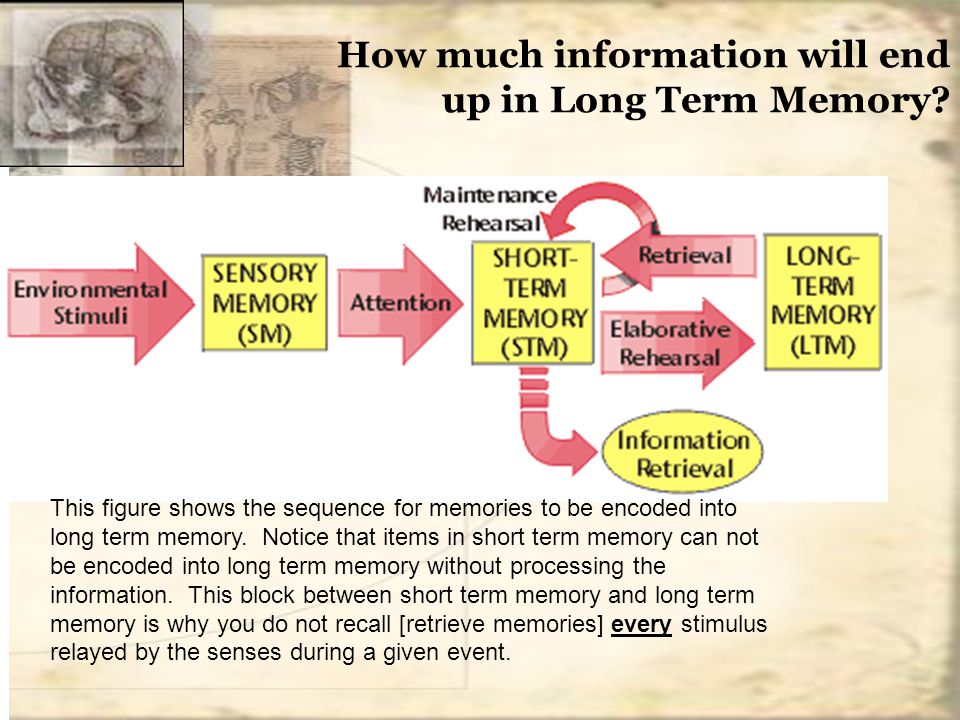 How much information will end up in Long Term Memory.