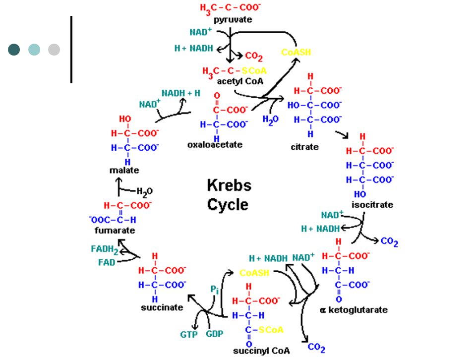 Синтез атф цикл кребса. Цикл Кребса биохимия. Цикл Кребса схема биохимия. Цикл трикарбоновых кислот цикл Кребса. Цикл Кребса реакции.