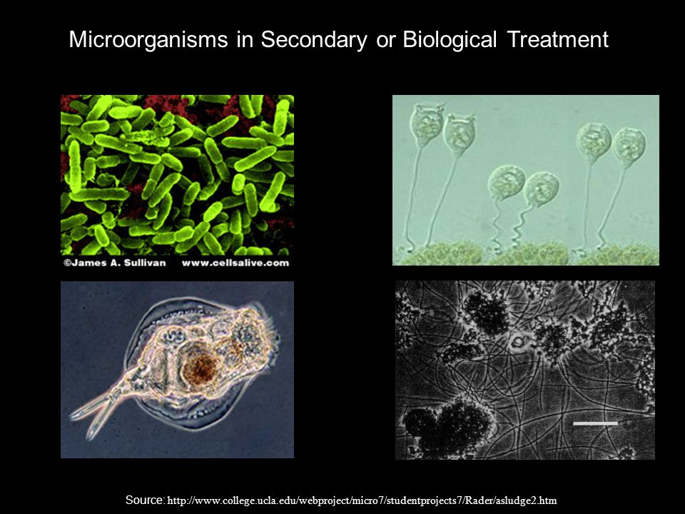 Microorganisms in Secondary or Biological Treatment Source: