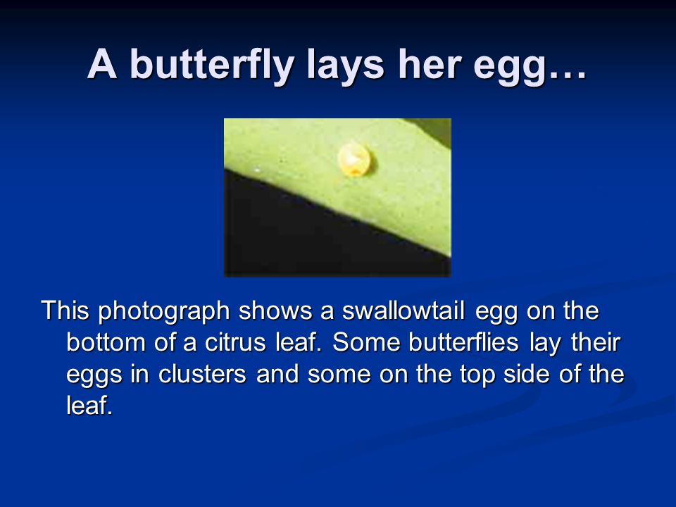 From Caterpillar to Ms. Birke’s Kindergarten Class Butterfly